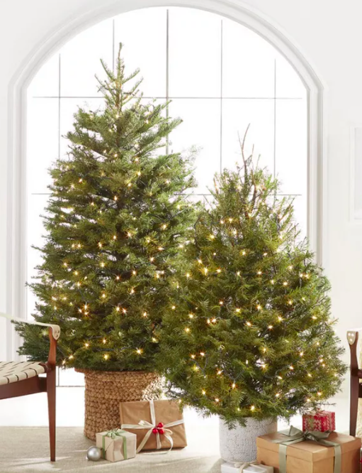 Fresh Cut Real Christmas Tree, 5'-6'
